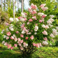 Willemse France - Hortensia paniculé vanille fraise® renhy - le pot / 8cm, vendu par lot de 4