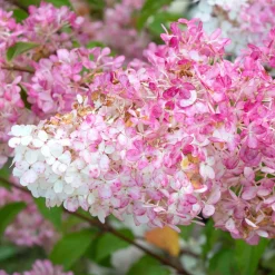 Willemse France - Hortensia paniculé vanille fraise® renhy - le pot / 8cm, vendu par lot de 4