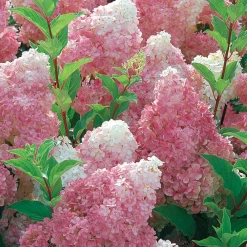 Willemse France Plantes De Terre De Bruyère | - Hortensia paniculé vanille fraise® renhy - le pot / 8cm, vendu par lot de 2