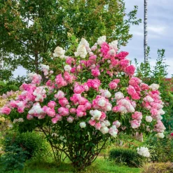 Willemse France Plantes De Terre De Bruyère | - Hortensia paniculé vanille fraise® renhy - le pot / 8cm, vendu par lot de 2
