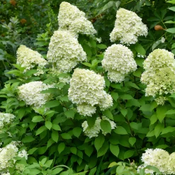 Willemse France - Hortensia paniculé limelight® - le pot / ø 8cm Hot