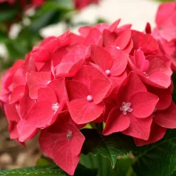 Willemse France - Hortensia rouge - le pot / ø 9cm, vendu par lot de 6 Sale
