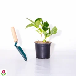 Willemse France - Hortensia rouge - le pot / ø 9cm, vendu par lot de 6 Sale