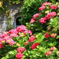 Willemse France - Hortensia rouge - le pot / 1.3l / 3-5 branches / hauteur livrée 15-20cm, vendu par lot de 2 Best