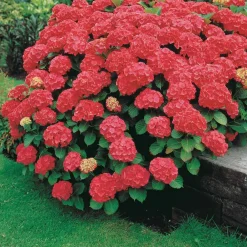 Willemse France - Hortensia rouge - le pot / 1.3l / 3-5 branches / hauteur livrée 15-20cm, vendu par lot de 2 Best