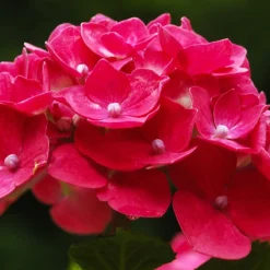 Willemse France - Hortensia rouge - le pot / ø 9cm, vendu par lot de 2 Online