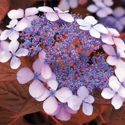 Willemse France Plantes De Terre De Bruyère | - Hortensia été indien - le pot / ø 13cm / 3-5 branches / hauteur livrée 15-20cm, vendu par lot de 2