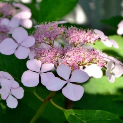Willemse France Plantes De Terre De Bruyère | - Hortensia été indien - le pot / ø 13cm / 3-5 branches / hauteur livrée 15-20cm, vendu par lot de 2
