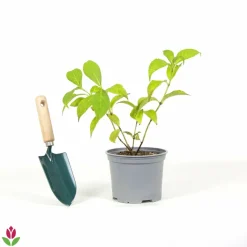 Willemse France Plantes De Terre De Bruyère | - Hortensia été indien - le pot / ø 13cm / 3-5 branches / hauteur livrée 15-20cm, vendu par lot de 2
