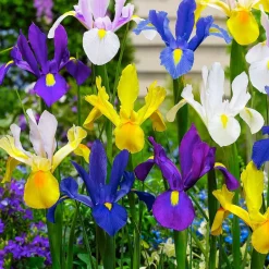 Willemse France Bulbes De Fleurs | - 50 iris de hollande en mélange - le sachet de 50 bulbes / circonférence 6-7cm, vendu par lot de 2