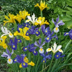 Willemse France Bulbes De Fleurs | - 50 iris de hollande en mélange - le sachet de 50 bulbes / circonférence 6-7cm, vendu par lot de 6
