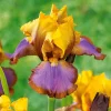 Willemse France - 2 iris de jardin lasso marron - le paquet de 2 racines nues, vendu par lot de 2 Discount