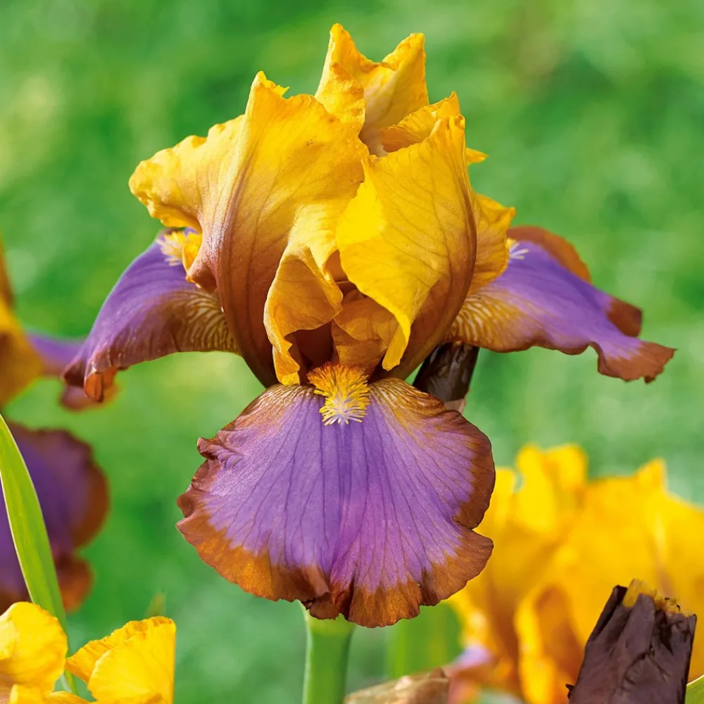 Willemse France - 2 iris de jardin lasso marron - le paquet de 2 racines nues, vendu par lot de 2 Discount