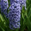 Willemse France - Jacinthe blue jacket - le sachet de 3 bulbes / circonference 15-16cm, vendu par lot de 4