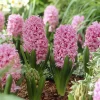 Willemse France - Jacinthe pink pearl - le sachet de 3 bulbes / circonference 15-16cm, vendu par lot de 2 Online
