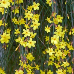 Willemse France - Jasmin d'hiver - le pot / ø 9cm, vendu par lot de 2 New