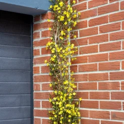 Willemse France Plantes Grimpantes | - Jasmin d'hiver - le pot / 2l / hauteur livrée 30-40cm, vendu par lot de 2