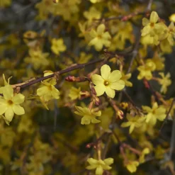 Willemse France - Jasmin d'hiver - le pot / ø 9cm Discount