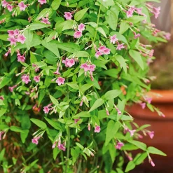 Willemse France - Jasmin rose - le pot / 2l / hauteur livrée 40-50cm Clearance