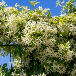 Willemse France - Jasmin étoilé - le pot / ø 9cm, vendu par lot de 2 Online