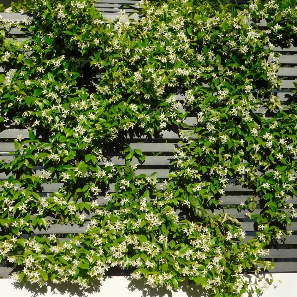 Willemse France - Jasmin étoilé - le pot / ø 9cm, vendu par lot de 2 Online