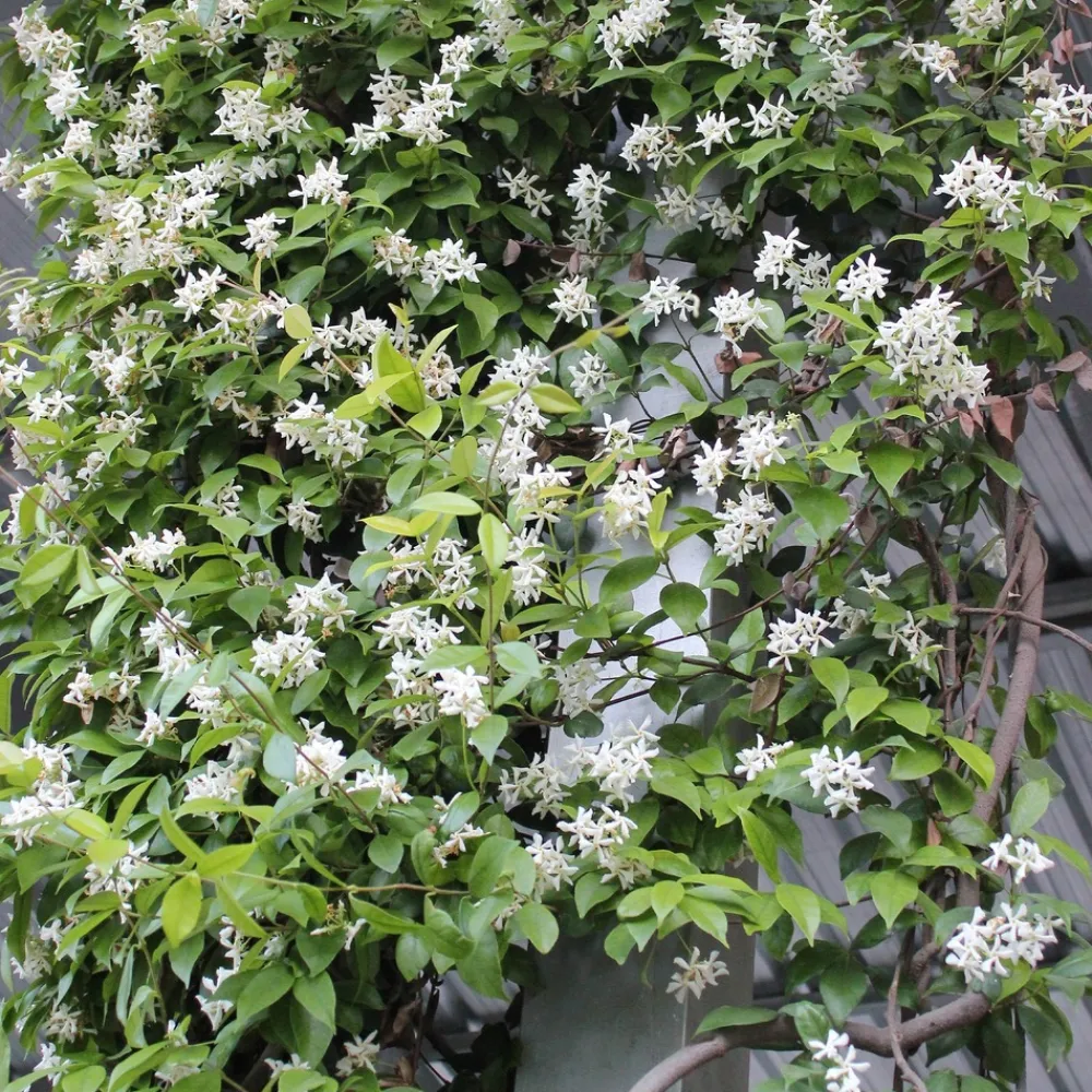 Willemse France - Jasmin étoilé - le pot / ø 9cm, vendu par lot de 2 Online
