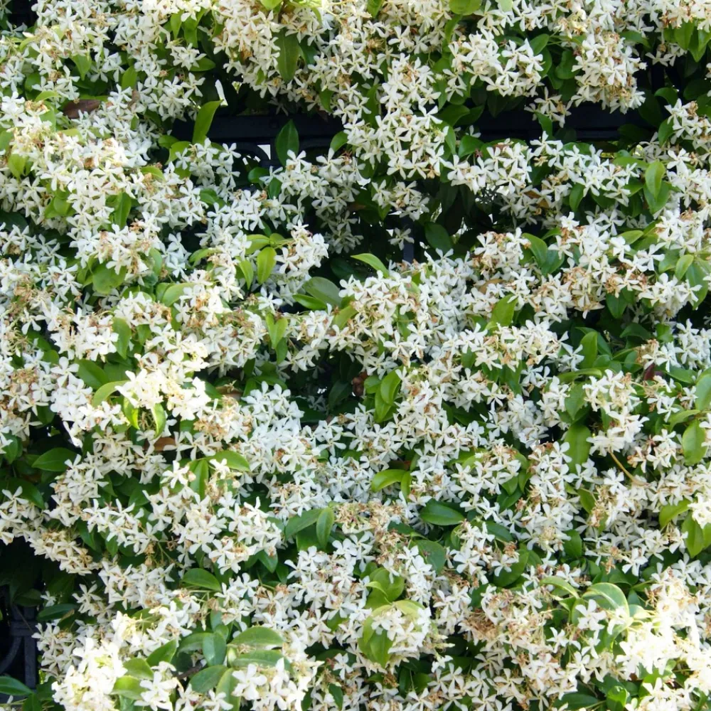 Willemse France - Jasmin étoilé - le pot / ø 9cm, vendu par lot de 2 Online