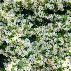 Willemse France - Jasmin étoilé - le pot / ø 9cm, vendu par lot de 4 New