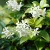 Willemse France Plantes Grimpantes | - Jasmin étoilé - le pot / ø 9cm