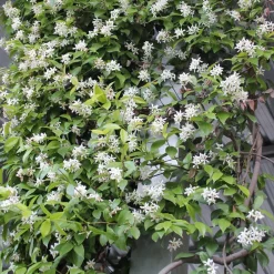 Willemse France Plantes Grimpantes | - Jasmin étoilé - le pot / ø 9cm