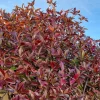 Willemse France - Jasmin étoilé winter ruby® - le pot / 1,5l / hauteur livrée 20-60cm Hot