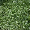 Willemse France Plantes Vivaces | - Lamier maculé album - le pot / ø 9cm, vendu par lot de 2