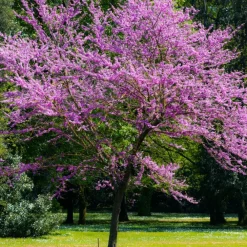 Willemse France - L'arbre de judée - le pot / ø 9cm / hauteur livrée 70-80cm, vendu par lot de 2 Best