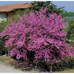 Willemse France - L'arbre de judée - le pot / ø 9cm / hauteur livrée 70-80cm, vendu par lot de 2 Best