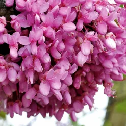 Willemse France - L'arbre de judée - le pot / ø 9cm / hauteur livrée 70-80cm, vendu par lot de 2 Best