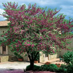 Willemse France - L'arbre de judée - le pot / ø 9cm / hauteur livrée 70-80cm, vendu par lot de 2 Best