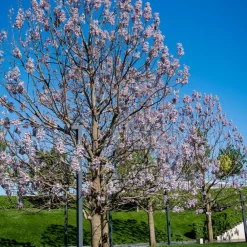 Willemse France - L'arbre impérial - paulownia - le pot / 2l / hauteur livrée 35-50cm, vendu par lot de 2 Discount