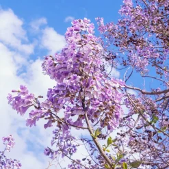 Willemse France - L'arbre impérial - paulownia - le pot / 2l / hauteur livrée 35-50cm, vendu par lot de 2 Discount