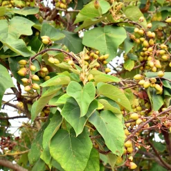 Willemse France - L'arbre impérial - paulownia - le pot / 2l / hauteur livrée 35-50cm, vendu par lot de 2 Discount