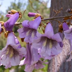 Willemse France - L'arbre impérial - paulownia - le pot / 2l / hauteur livrée 35-50cm, vendu par lot de 2 Discount