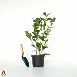 Willemse France - Laurier-cerise etna - le pot / 1.5l / hauteur livrée 30-40cm, vendu par lot de 2 Discount
