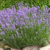 Willemse France - Lavande de grasse - le pot / 8cm / hauteur livrée 5-10cm, vendu par lot de 2 New