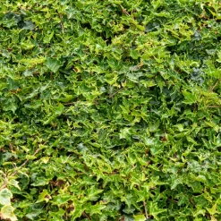 Willemse France Plantes Grimpantes | - Lierre commun ivalace - le pot / ø 9cm, vendu par lot de 2