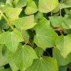 Willemse France - Lierre couvre-sol d'alger - le pot / ø 9cm Outlet