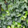 Willemse France - Lierre grimpant - le pot / 2l / hauteur livrée 40-50cm Best