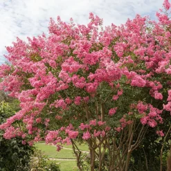Willemse France - Lilas des indes rose - le pot / ø 9cm / hauteur livrée 20-25cm, vendu par lot de 2 Outlet