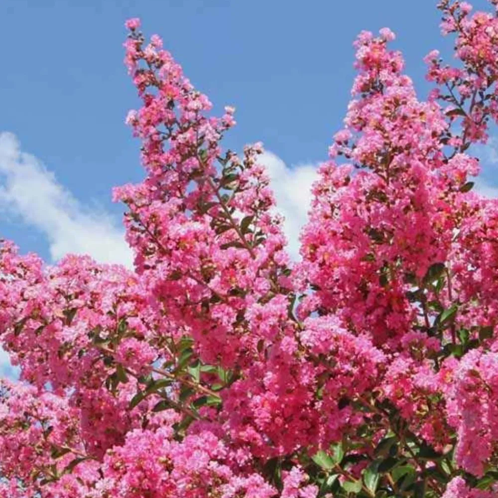 Willemse France - Lilas des indes rose - le pot / ø 9cm / hauteur livrée 20-25cm, vendu par lot de 2 Outlet