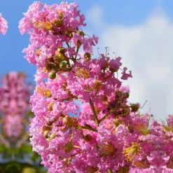 Willemse France - Lilas des indes rose - le pot / ø 9cm / hauteur livrée 20-25cm, vendu par lot de 2 Outlet