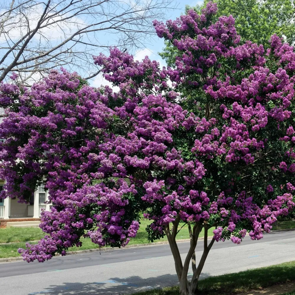 Willemse France Arbres Et Arbustes | - Lilas des indes violet - le pot / ø 9cm, vendu par lot de 2