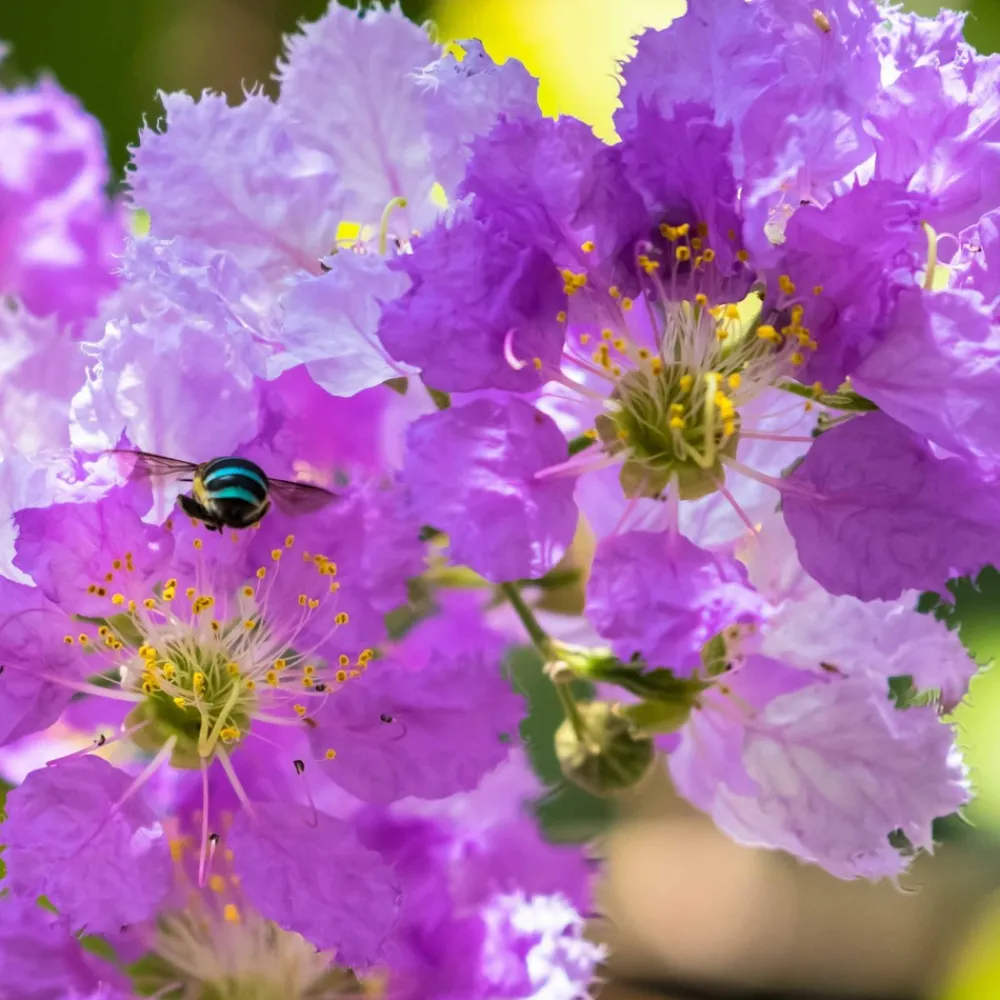 Willemse France Arbres Et Arbustes | - Lilas des indes violet - le pot / ø 9cm, vendu par lot de 2